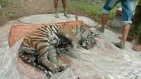 সুন্দরবন থেকে উদ্ধার বাঘের মরদেহেরে ময়নাতদন্ত সম্পন্ন সুন্দরবন থেকে উদ্ধার বাঘের মরদেহেরে ময়নাতদন্ত সম্পন্ন